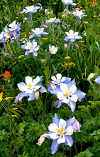 Load image into Gallery viewer, WESTERN COLORADO (FULL BUNDLE)