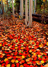 Load image into Gallery viewer, WESTERN COLORADO (FULL BUNDLE)