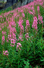 Load image into Gallery viewer, WESTERN COLORADO (FULL BUNDLE)