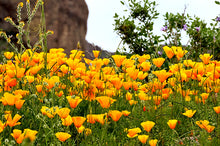 Load image into Gallery viewer, ARIZONA FULL BUNDLE - Over 2000 Sites Included!