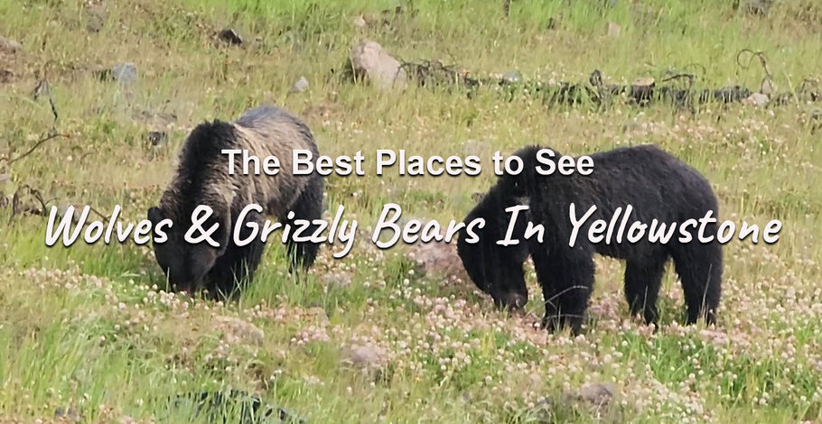 Best Places To See Wildlife In Yellowstone: Bears, Wolves, Bison & More
