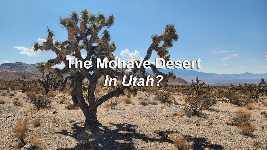 Joshua Tree Scenic Backway (near St. George, Utah)